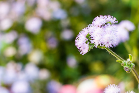 Blue cornflower on a background of grass and other cornflowersの写真素材