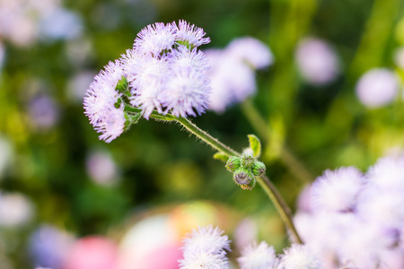 flower on a background of grass and other cornflowersの写真素材