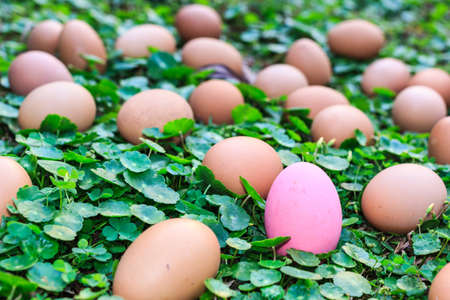 Easter eggs on green grass background.の写真素材