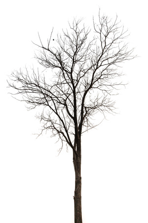 Dry tree isolated on white backgroundの写真素材
