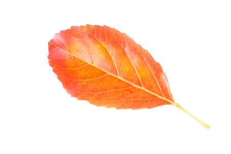 Autumn red leaves isolated on white background.