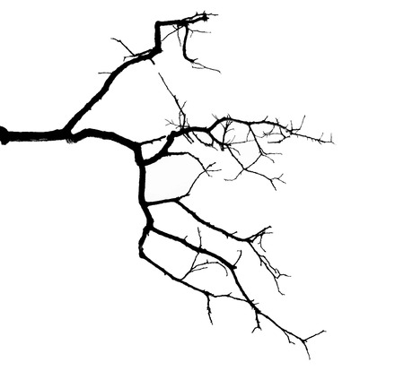 Leafless branches isolated on white backgroundの写真素材