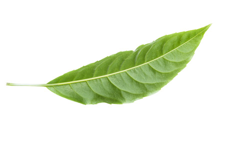 Green leaves isolated on white backgroundの写真素材