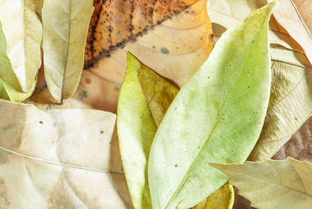 dry leafの写真素材