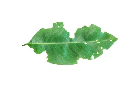 Disease leaves torn by insect  isolated on white background.の写真素材