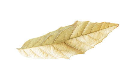 dry leaf. isolated on white backgroundの写真素材