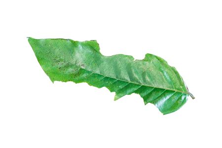 Disease leaves torn by insect  isolated on white background.の写真素材