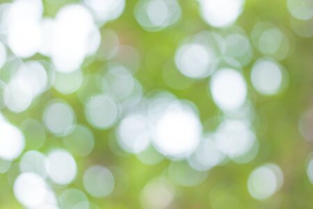 blur image of Abstract Bokeh of tree green color background.の写真素材