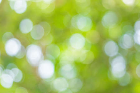 blur image of Abstract Bokeh of tree green color background.の写真素材