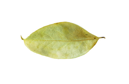 Dry leaf isolated on white backgroundの写真素材