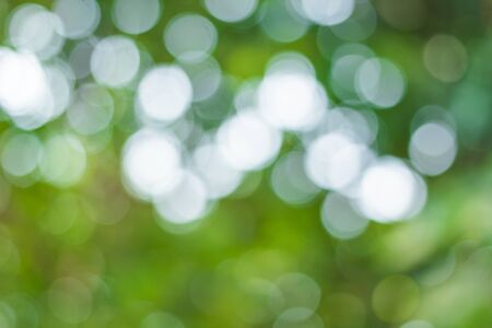 blur image of Abstract Bokeh of tree green color background.の写真素材