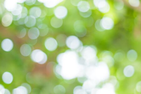 blur image of Abstract Bokeh of tree green color background.の写真素材