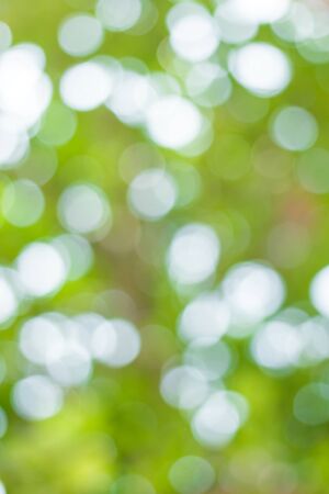 blur image of Abstract Bokeh of tree green color background.の写真素材