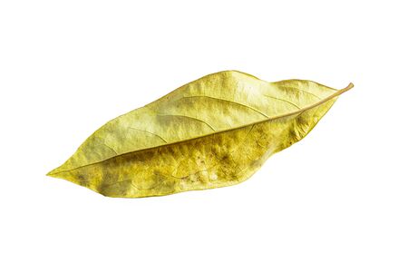 Dry leaves isolated on white background.の写真素材