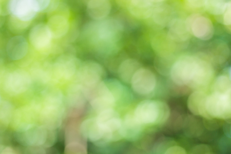 blur image of Abstract Bokeh of tree green color background.の写真素材