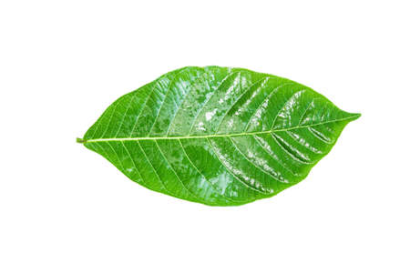 Green leaf isolated on white background