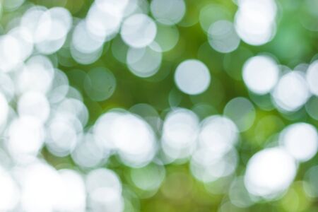 blur image of Abstract Bokeh of tree green color background.の写真素材