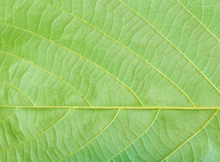 Green leaf.の写真素材