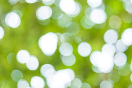 blur image of Abstract Bokeh of tree green color background.の写真素材