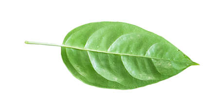 Green leaf. Isolated on a white.