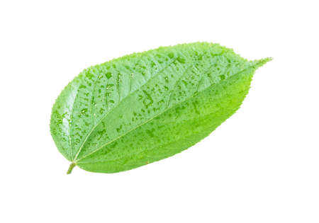 Green leaf. Isolated on a white.の写真素材