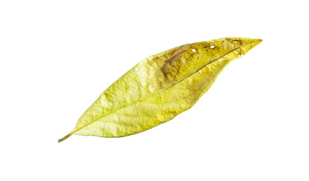 Dried autumn leaves isolated on white backgroundの写真素材