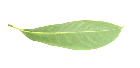 Green leaf. Isolated on a white.の写真素材