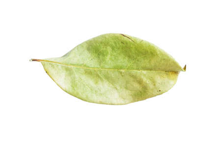 Dry leaves isolated on white background.の写真素材