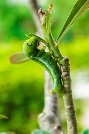 Green Caterpillar on tree branchの写真素材