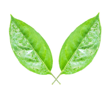 two green leaf naturally isolated on whiteの写真素材