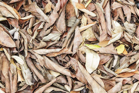 Dry leavesの写真素材