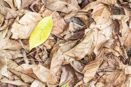 Dry leavesの写真素材