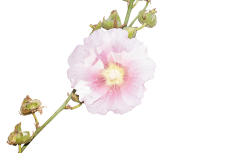 Pink Holly Hawks colorful flowers isolated on white background.の写真素材