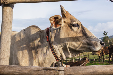Cow on fieldの写真素材