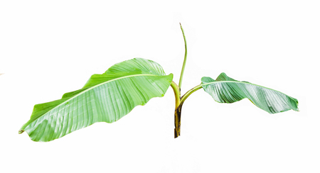 Young banana tree isolated on white background.の写真素材