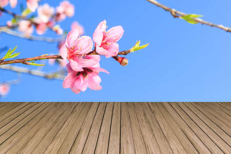 loral background - blossoming peach branch, against the clear blue sky. Closeup.の写真素材
