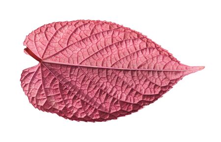 red leaves isolated on white backgroundの写真素材