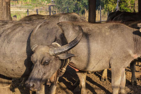 Thai buffalo in farmの写真素材