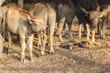 Thai buffalo in farmの写真素材