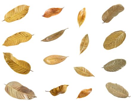 Dry leaves isolated on white background.の写真素材