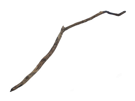 dry dead branch isolated on white backgroundの写真素材