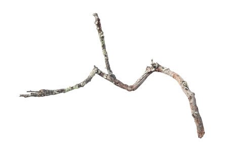 dry dead branch isolated on white backgroundの写真素材