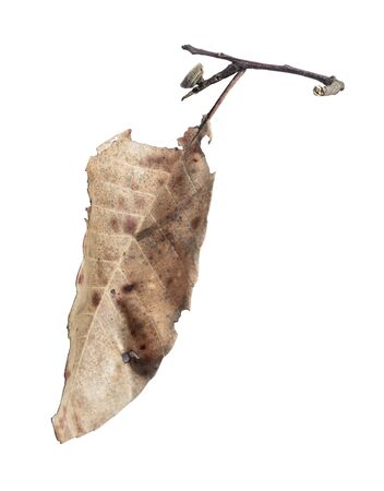 dry leaf isolated on white background.の写真素材