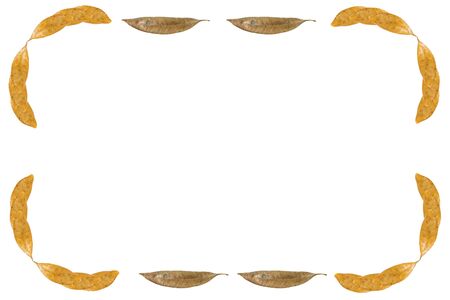 dry leaf frame isolated on white background.の写真素材