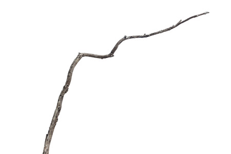 dry dead branch isolated on white backgroundの写真素材