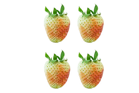 strawberryの写真素材