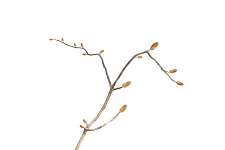 dry dead branch isolated on white backgroundの写真素材
