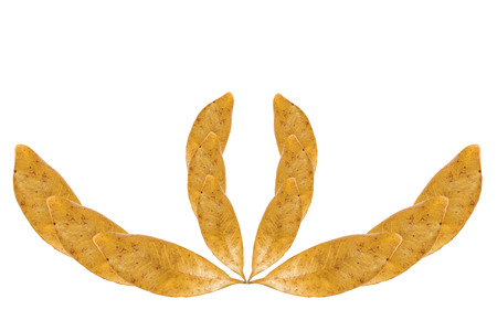 Dry leaves isolated on white background.の写真素材