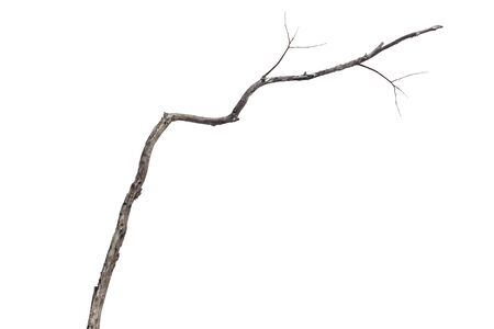 dry dead branch isolated on white backgroundの写真素材