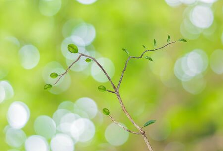 Tree with Abstract Bokeh of tree green color background .の写真素材